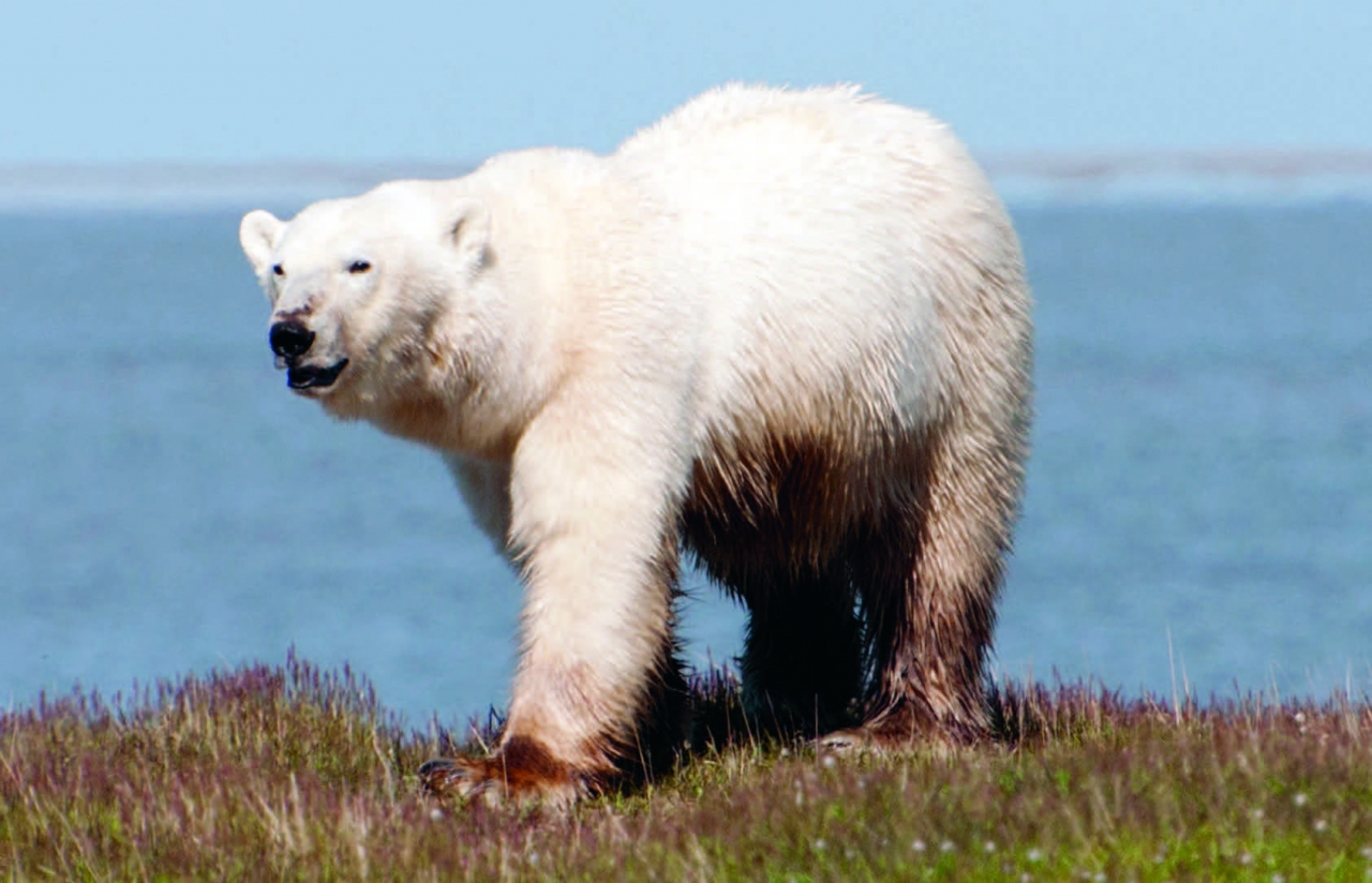 Какие медведи в тундре. Белый медведь на Ямале. Белый медведь ЯНАО. Бурый медведь ЯНАО. Звери Ямало-Ненецкого автономного округа.